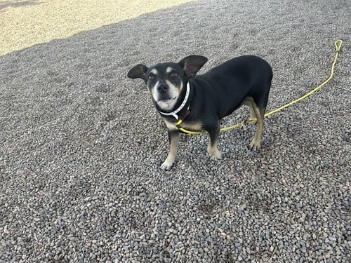 BRUNO - Dachshund available for adoption