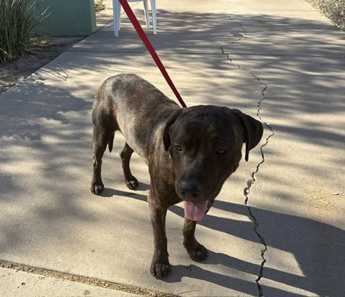 MADDEN - American Pit Bull Terrier available for adoption