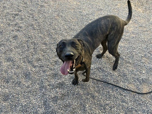 NINA - German Shepherd Dog / Cane Corso Mastiff available for adoption