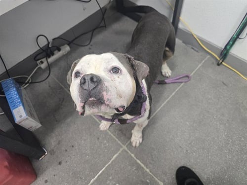 GHOST - American Bulldog available for adoption