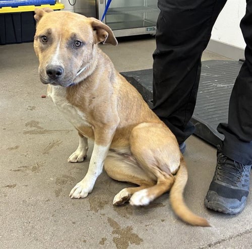 CHOBANI - American Pit Bull Terrier available for adoption