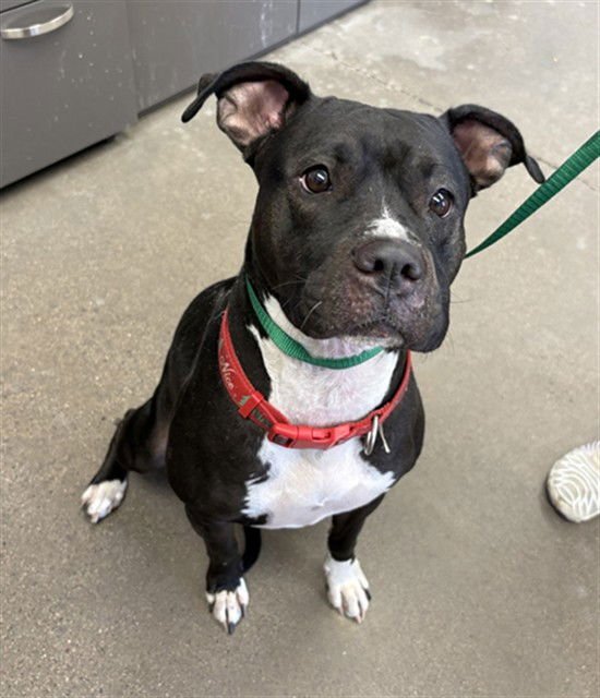 MARCELLA - American Pit Bull Terrier available for adoption