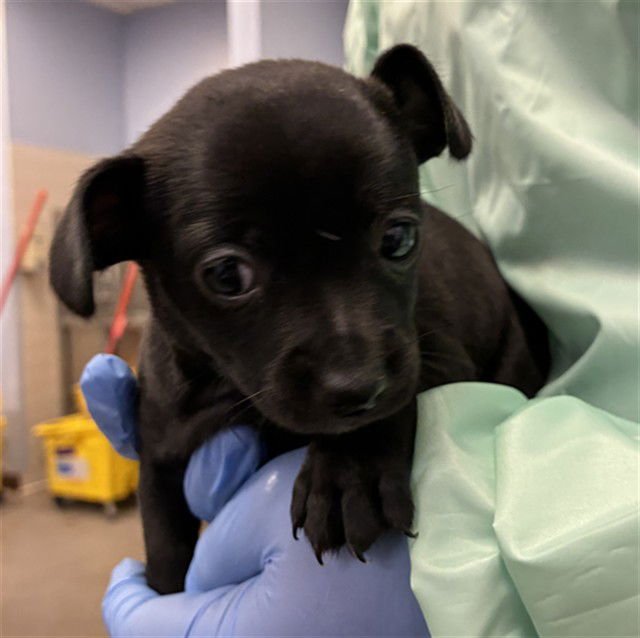 MUFFIN TOP - Photo 1