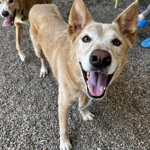 LEIA - Carolina Dog available for adoption