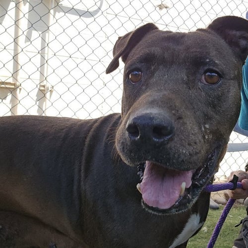 MISTIQUE - American Pit Bull Terrier available for adoption