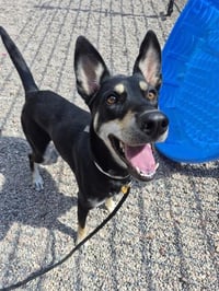 HAZEL - Photo 1