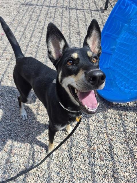 HAZEL - Australian Kelpie available for adoption