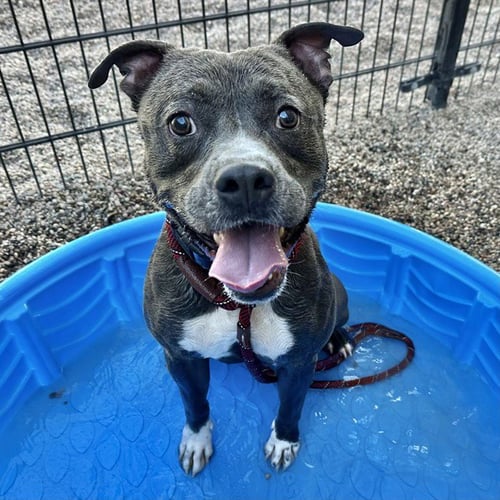 AIRE - American Pit Bull Terrier available for adoption