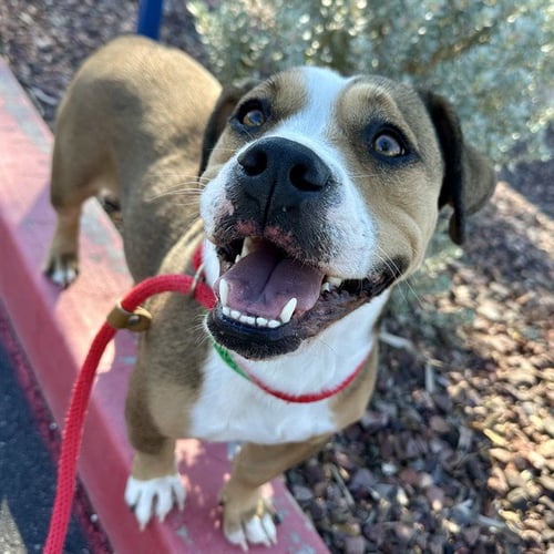 PUMPKIN - American Pit Bull Terrier available for adoption