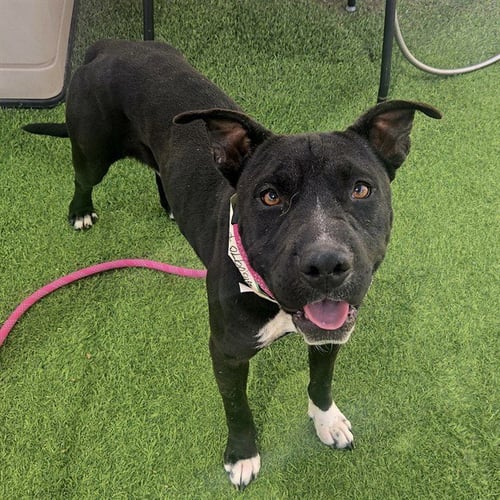 LUCIA - American Pit Bull Terrier available for adoption