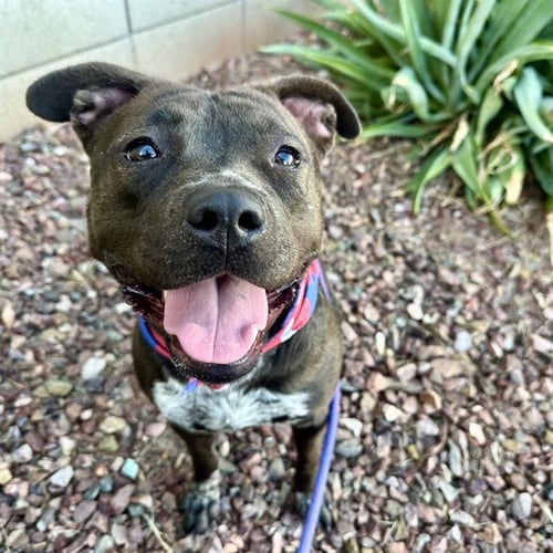 ALLIE - American Pit Bull Terrier available for adoption