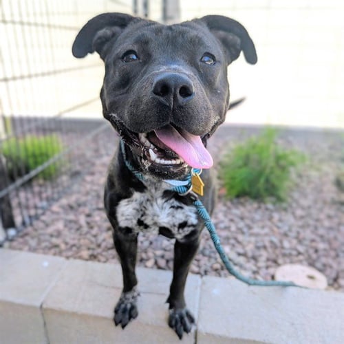 ALLIE - American Pit Bull Terrier available for adoption
