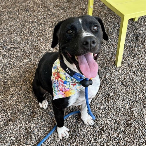 SUNNY - American Pit Bull Terrier available for adoption