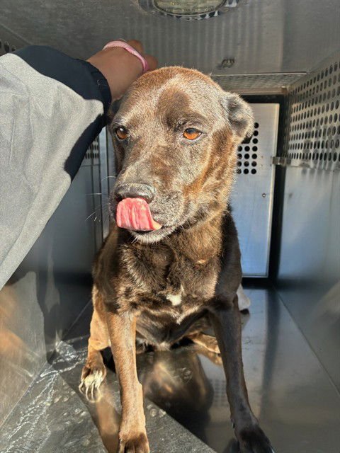 DARLA - Labrador Retriever available for adoption