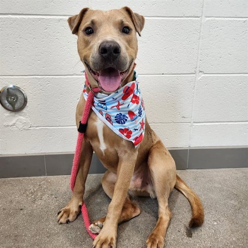 ARCHER - Labrador Retriever available for adoption