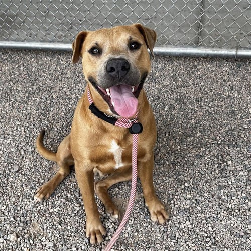 ARCHER - Labrador Retriever for adoption in Mesa