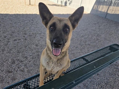 STARLIGHT - German Shepherd Dog available for adoption