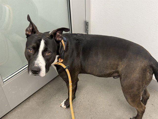 JASPER - Staffordshire Bull Terrier available for adoption