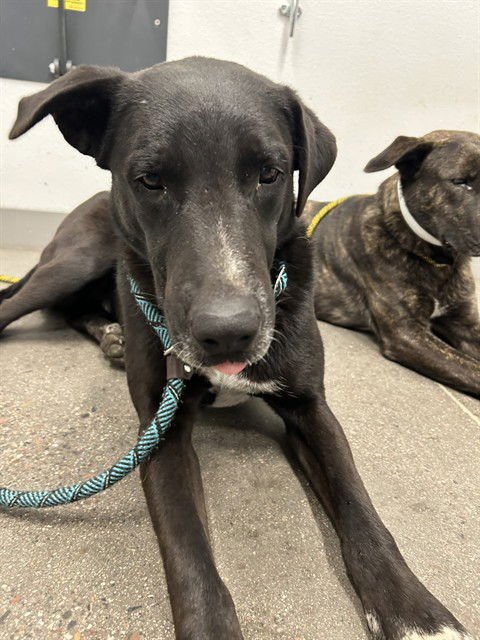 WILLY - Border Collie available for adoption