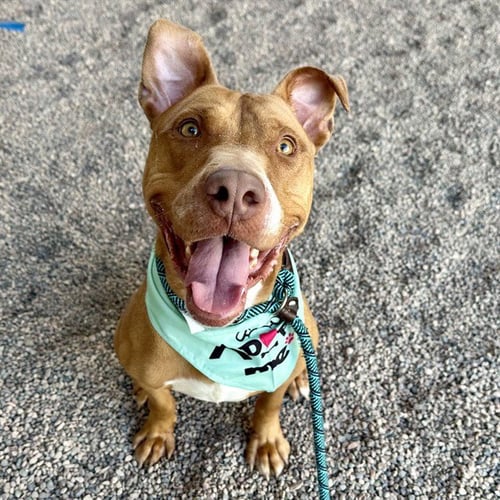 CHUTNEY - American Pit Bull Terrier available for adoption