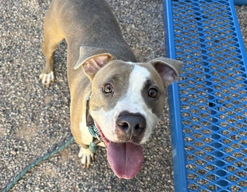 REMI - American Pit Bull Terrier available for adoption