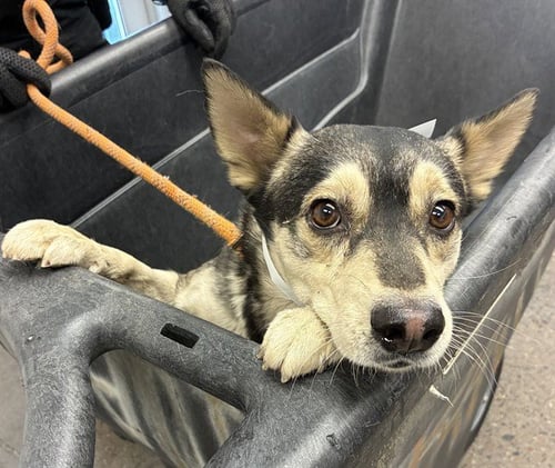 DE NIRO - German Shepherd Dog available for adoption