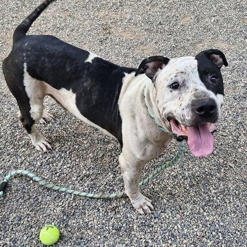 KILO - American Pit Bull Terrier available for adoption