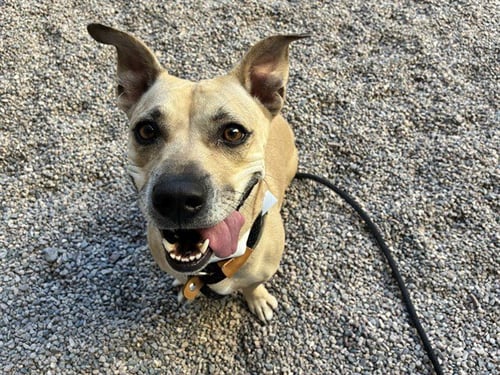 BAILEY - Basset Hound / American Pit Bull Terrier available for adoption