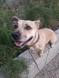 BAILEY - Photo 1