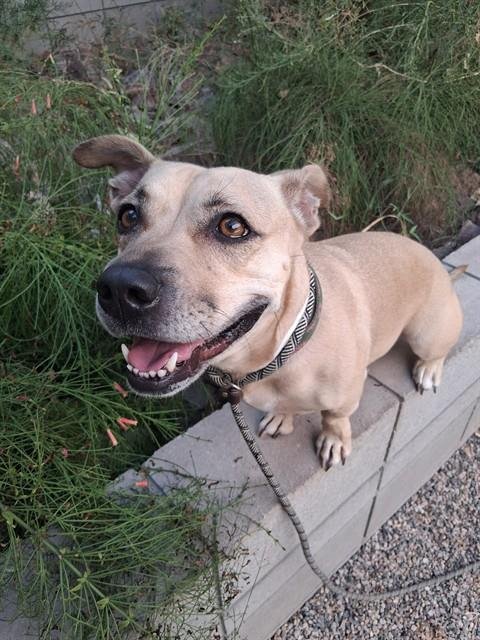 BAILEY - Basset Hound / American Pit Bull Terrier available for adoption