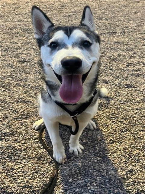 JEFE - Siberian Husky available for adoption