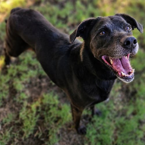 BELLA - Labrador Retriever available for adoption