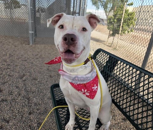 CLARABELL - American Pit Bull Terrier available for adoption