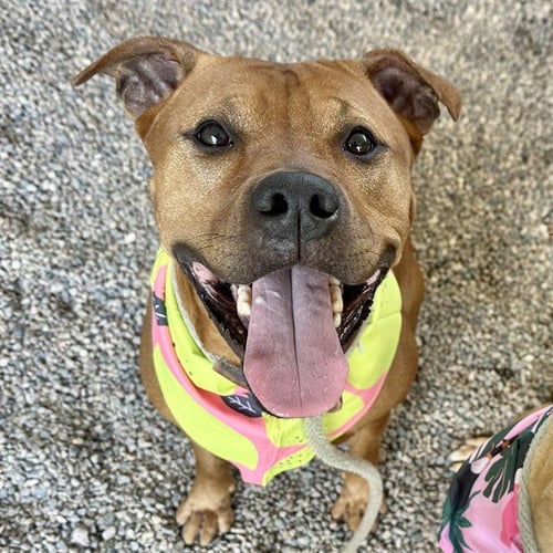 GIA - Boxer for adoption in Mesa
