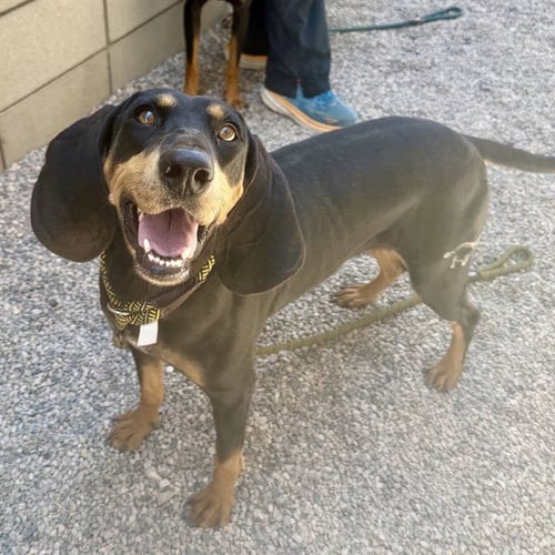 MISSY SUE - Black and Tan Coonhound available for adoption