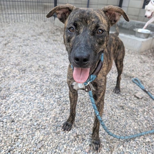 FELICITY - American Pit Bull Terrier available for adoption