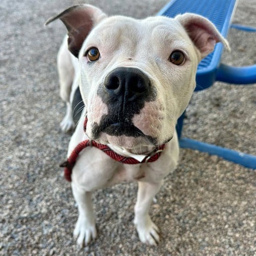 SHELBY - American Pit Bull Terrier available for adoption