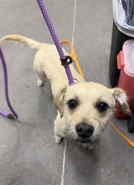 SERGIO - Parson Russell Terrier available for adoption
