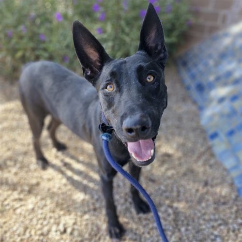 NISMO - American Pit Bull Terrier available for adoption