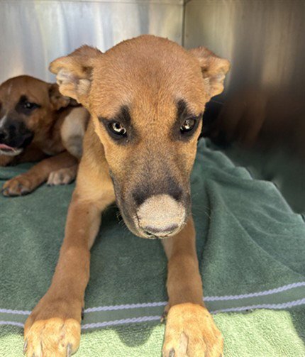 MERMAID - American Pit Bull Terrier available for adoption