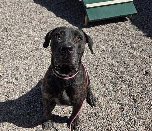 TITAN - Cane Corso Mastiff available for adoption