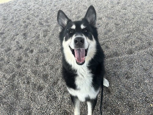 CAINE - German Shepherd Dog available for adoption