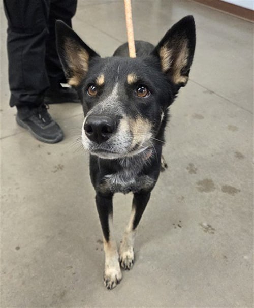 SWEETIE - Australian Kelpie available for adoption
