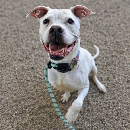 CASPER - Boxer available for adoption