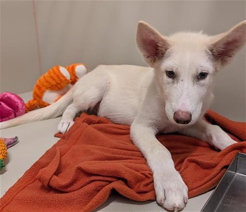 YETI - Siberian Husky available for adoption