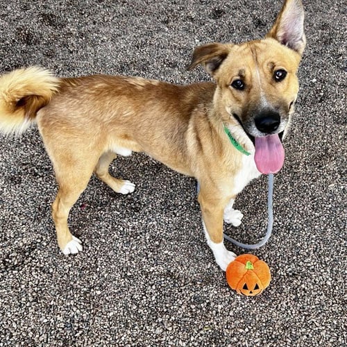 PABLO - Carolina Dog available for adoption