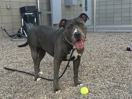 CHEWIE - American Pit Bull Terrier available for adoption