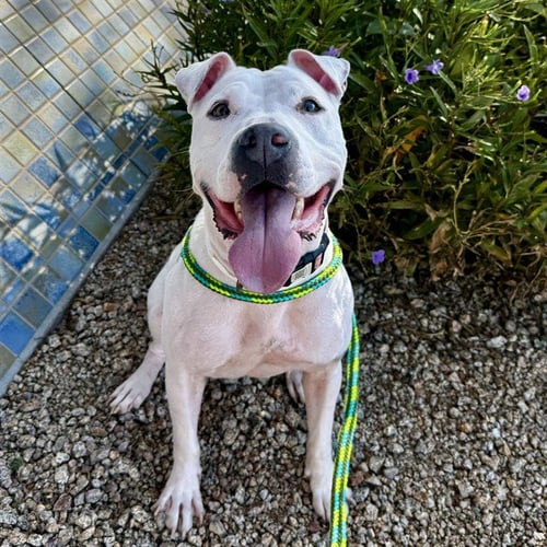 REMI - American Pit Bull Terrier available for adoption