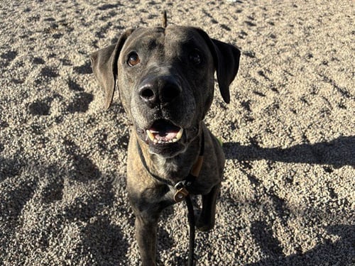 FRANCIS - Dutch Shepherd available for adoption