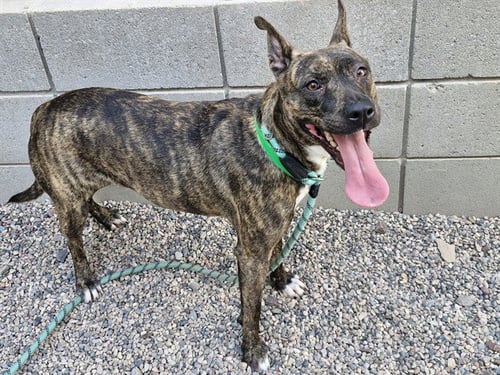 VIDEL - American Pit Bull Terrier for adoption in Mesa